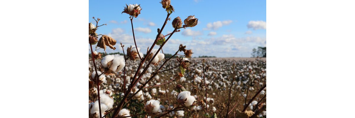 Die Faszination von Baumwolle – Ein Weltenbummler mit besonderem Fokus auf Pakistan - Baumwolle: Von globalen Ursprüngen bis zu ökologischen Auswirkungen